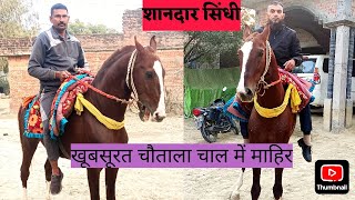 शानदार सिंधी अश्व से मुलाक़ात, Owner - Mr. Akhand Pratap Singh