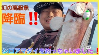 タイラバで幻の超高級魚シロアマダイを狙い打ち！【タイラバ】【駿河湾】【白甘鯛】