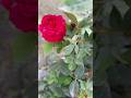 Rose 🌹|King of Flowers 🥀|Short 102|#toobazkitchenrecipes #nature #roseflowers #youtubeshorts #likes