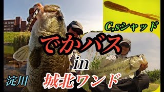 【淀川・城北ワンド】バスはいる！けど食わない！ハイプレッシャーな城北ワンドをC,sシャッドで攻める！！