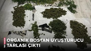 Organik bostan uyuşturucu tarlası çıktı