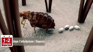 Protezioni dalle Pulci VECTRA 3D