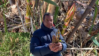 เจอผักบุ้งฝรั่งและหญ้าหางม้าตื่นเต้นอีกแล้ว# Japanese knot weeds # horsetails.20/4/21.