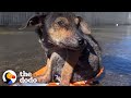 Tiniest Abandoned Puppy Makes Unreal Transformation | The Dodo