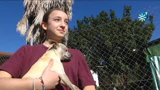 La Casa de Paola, un refugio para perros abandonados y maltratados, sin jaulas