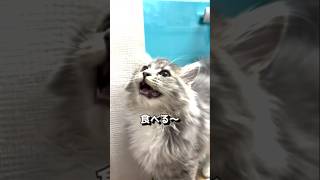 食べるとかわいい返事をする    #サイベリアン　#子猫鳴き声 　＃shorts