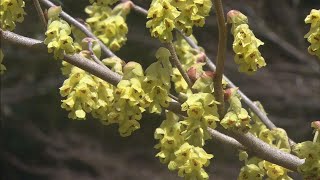 「トサミズキ」の黄色い花が見頃　三重・紀北町