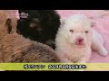 ポメラニアンのかわいさ満載！2024年8月9日生まれの子犬たち【癒し映像】