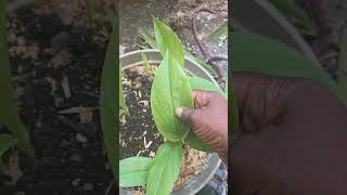 Ginger and Tumeric leaf difference #slowlygrowing #gardening #garden #ginger #tumeric