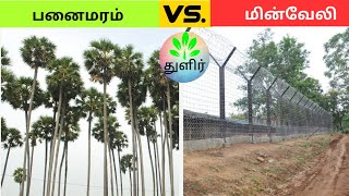 தமிழரின் பாரம்பரிய பனைமரம் || மின் வேலிக்கு மாற்று வழி || Palm Tree explained || துளிர்.