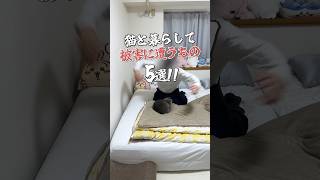 猫と暮らして被害に遭うもの5選！ #cat #猫動画 #猫になりたい #猫好きさんと繋がりたい #猫 #猫動画 #猫あるある #猫との暮らし #shorts #やっぱり猫が好き