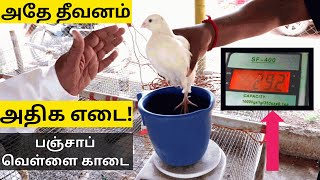 300 கிராம் காடை!  அதே தீவனம் அதிக எடை | Punjab White Quail