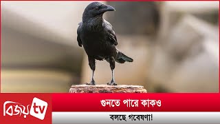 গুনতে পারে কাকও, বলছে গবেষণা! Bijoy TV