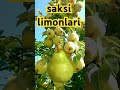 4 aralık 2023 saksİlİmonlarİ bodur lİmon.