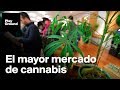 Largas colas para comprar marihuana. Ya es legal en California.