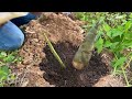 new ideas how to grafting bamboo to harvest fast bamboo shoots how to grow bamboo