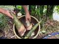 new ideas how to grafting bamboo to harvest fast bamboo shoots how to grow bamboo