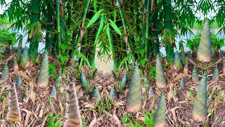 New ideas: How to grafting bamboo to harvest fast bamboo shoots | How to Grow Bamboo