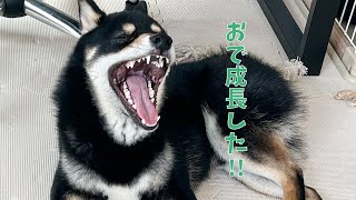 『たった5分』豆柴子犬の散歩からシャワーまでをまとめてみたら成長を感じた!!【豆柴】【子犬】