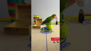 Bird Training : Smart lovebird Parrot | Smart Little Cute Parrot  #training #smartparrot #cute