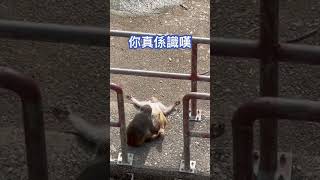 你真係識嘆#訂閱 #讚好 #分享 #留言 #金山郊野公園 #猴子#識嘆 #馬騮山