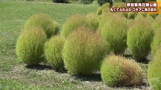 県営馬見丘陵公園　丸くてふわふわ　コキアに秋の訪れ