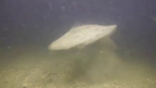 Flounder Catching Prey at Night (Underwater Footage)