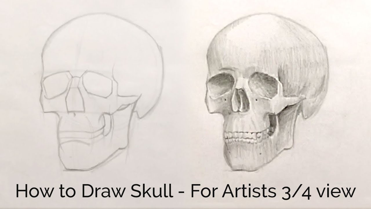 How To Draw Skull For Artists 3 4 View Youtube