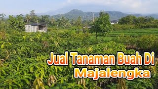 jual bibit tanaman di majalengka WA 082320042034