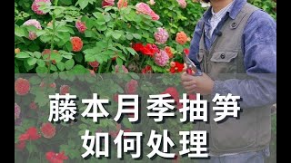 藤本月季抽笋的处理方法~