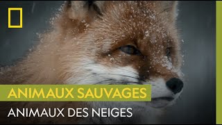 Ces animaux qui résistent à la dureté de l'hiver