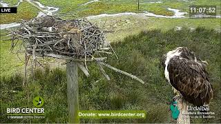 Urdaibai Águila pescadora - Albino Osprey 05.06.2021 11:07 😁