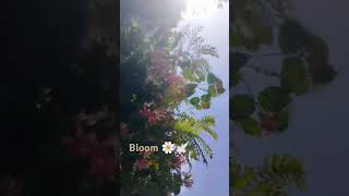 Bloom with grace#flowers #bloom #love#nadaniyaan #trending ##fyp #ytshort #trendingshorts