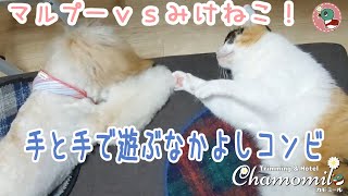 【かもみ成長日記#11】マルプー 猫と遊ぶ2  Maltipoo puppy pray with cat