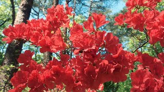 国営武蔵丘陵森林公園のツツジ｜Musashi-Kyuryo National Government Park Azalea｜Saitama Prefecture  japan