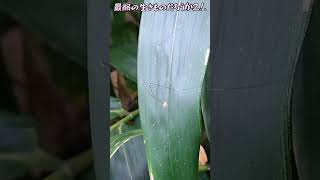 最弱の生き物だろうか？2、【ある風景】 #そこにある自然 #insects #昆虫 #ダボさんtv #未来遺産#いきもの #最弱#ザトウムシ