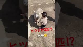 ヒツジは何匹⁉️🐑👧 #shorts