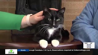 Pet of the Week:  Cowboy