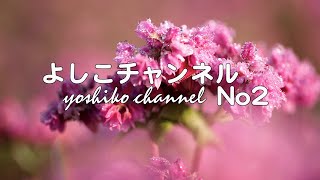 よしこチャンネル No2 赤そばの花長野県箕輪町の高嶺ルビー、南アルプスと中央アルプスに囲まれた伊那盆地