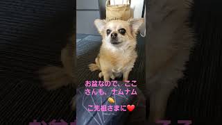 ここさん、お盆なのでナムナム👏ご先祖さまに❤️ #dog #cute #チワワ #いぬ #シニア犬 #お盆 #ご先祖様