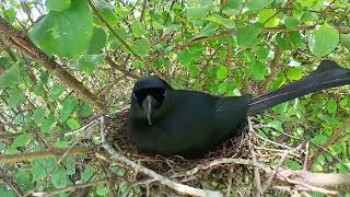 Racket-tailed treepie bird Feed the baby in the nest well (7)