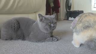 British Shorthair Cat Mochi was petting the Rabbit then I filmed this.