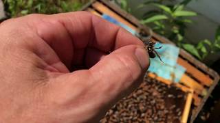 Requeening honeybee colonies with queen cells