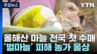 올해산 마늘 전국 첫 수매...'벌마늘' 피해 농가 울상 / YTN