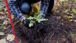 Transplanting Black Locust Saplings