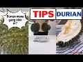 Tips Durian: Cara Pilih Durian Elok, Kurangkan Panas Badan, Hilangkan Bau Pada Tangan Dan Mulut