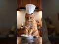 What dish am I making? #meow  #miawmiawmiaw  #cat  #catvideo  #funnycat  #cuteanimals  #funnyanimals