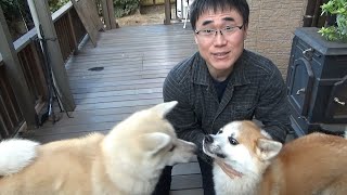 秋田犬に「これ何これ何？猫～」やってみた