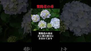 見かけても絶対食べるな！人をも殺せる毒を持つ紫陽花【ゆっくり解説】