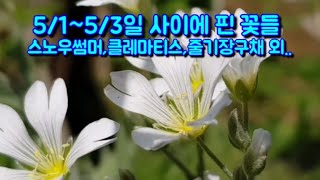 5월에 핀 꽃들몇종,21년5월1일~5월3일개화 꽃들,클레마티스,큰꽃으아리효능, 인디안앵초, 스노우썸머꽃,줄기장구채,해당화효능,소래풀,원종튤립,4월에피는꽃,5월에피는꽃,